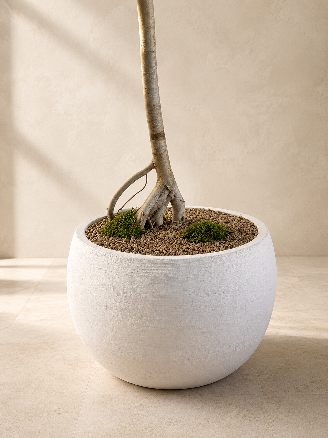 Close-up of Ficus Audrey foliage and Alabaster bowl planter