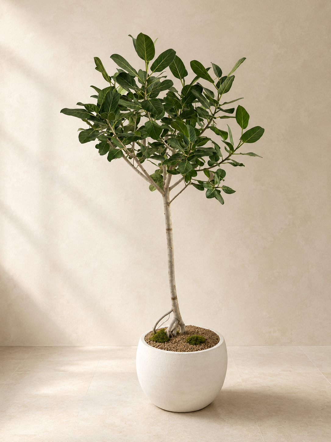 Ficus Audrey in an Alabaster bowl planter by Arboré