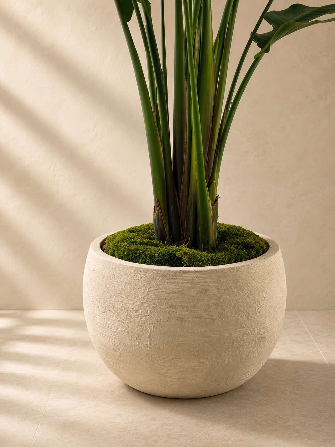 Close-up of Bird of Paradise leaves and Mid Mineral bowl planter