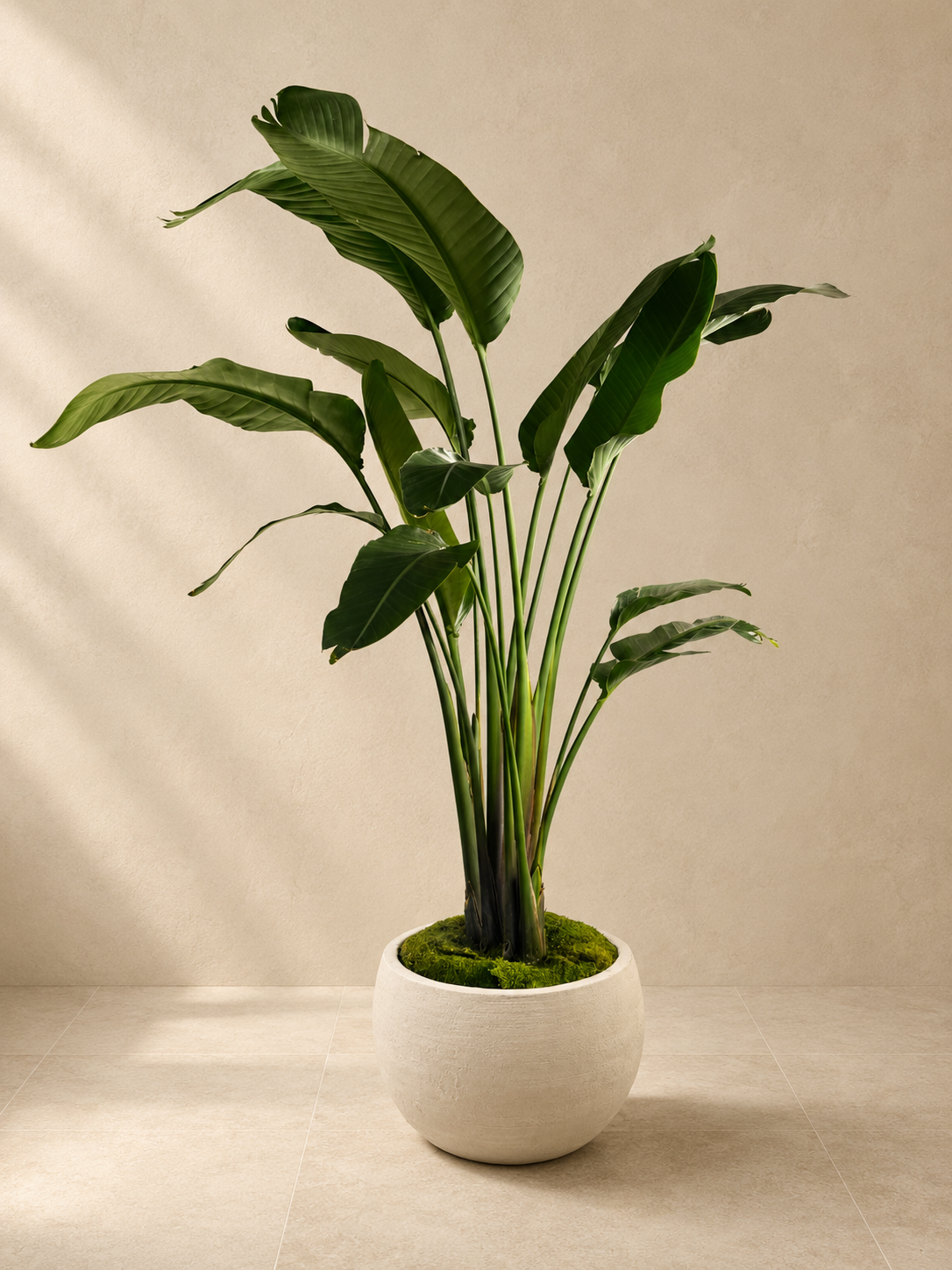 Bird of Paradise in a Mid Mineral bowl planter by Arboré
