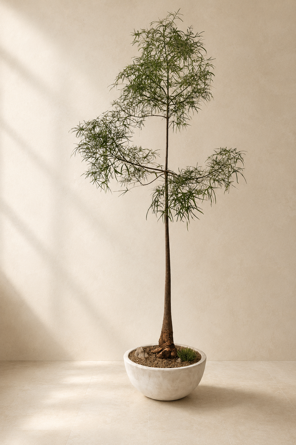 Queensland Bottle Tree in a Wide Alabaster bowl planter by Arboré