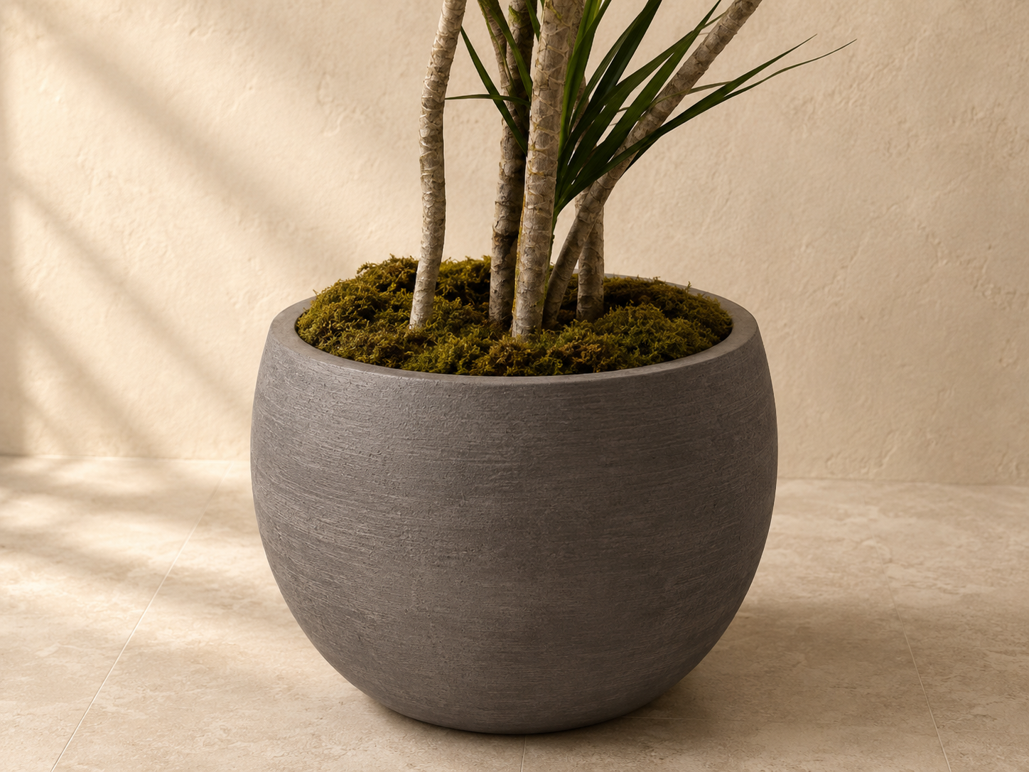 Close-up of Dracaena foliage and Charcoal bowl planter