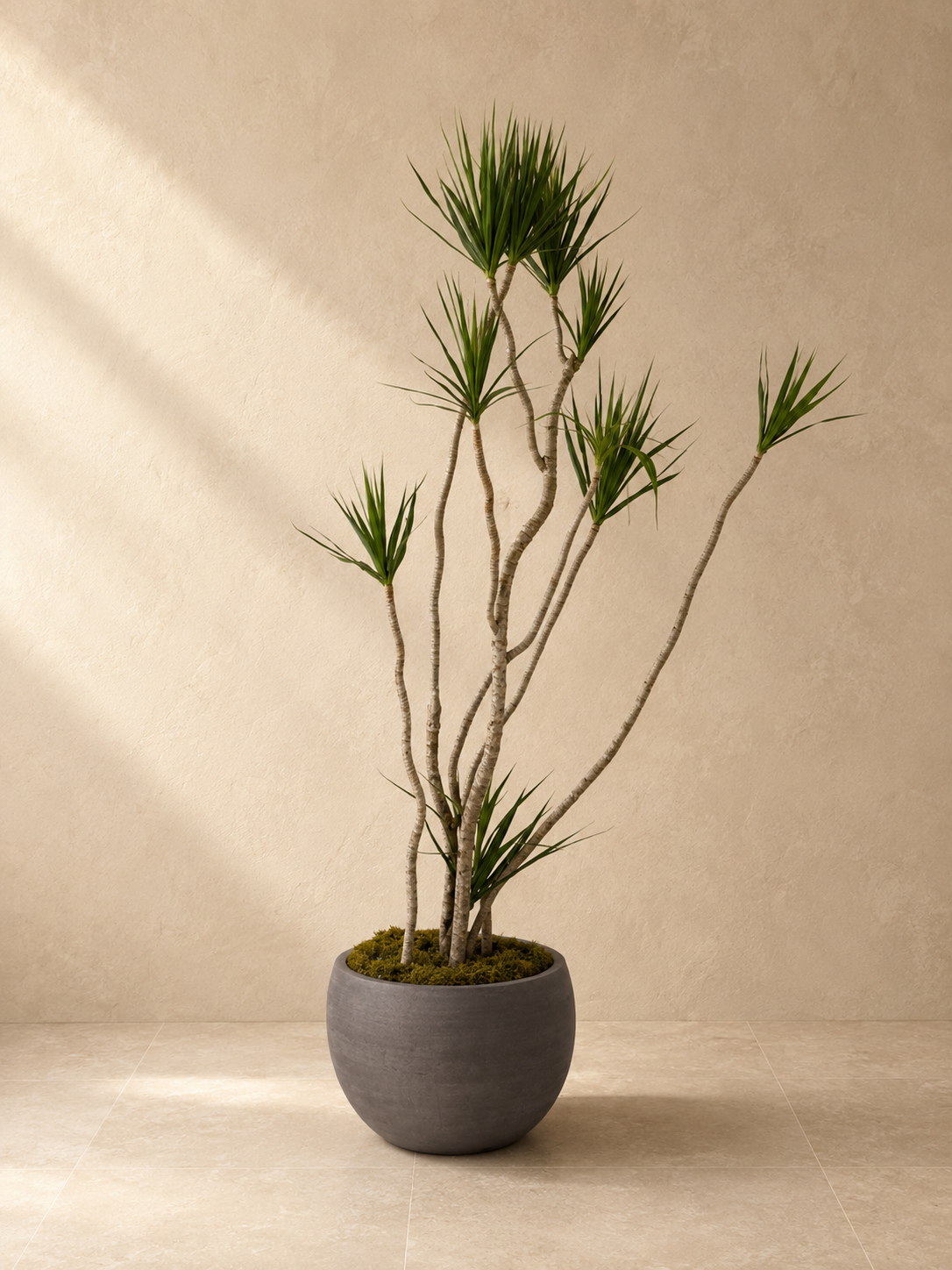 Dracaena in a Charcoal bowl planter by Arboré